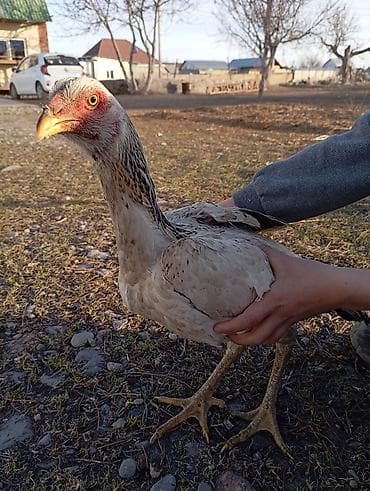 дакан короз шамо: Продаю | Куры | Дакан | Для разведения — 2