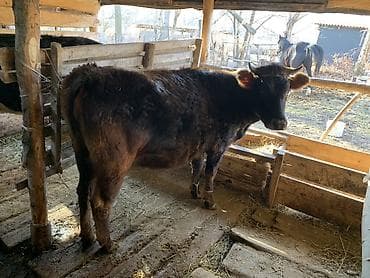 Ветеринар кызматы: Сатам | Бука (эркек) | Бордоп семиртүү үчүн — 4