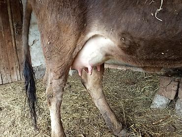 купить карова: Продаю | Корова (самка) | Для молока | После отела — 2