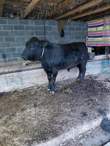 силос камбайн: Продаю | Бык (самец) | Абердин-ангус | На откорм | Привязанные — 2