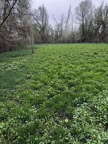 гавриловка участок: 20 соток, Для сельского хозяйства, Красная книга — 3