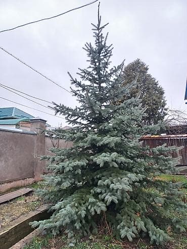 тошоки бишкек: Карагай — 2