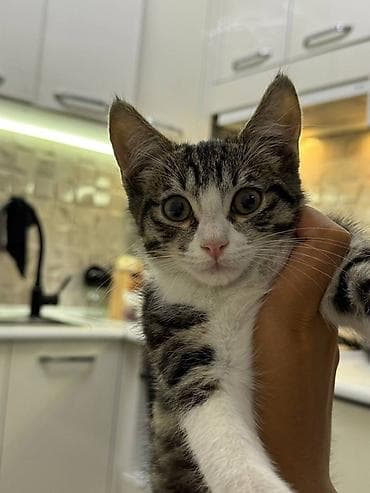 Кошки: Отдадим даром!!! Милый добрый котик ищет любящий дом! Котёнок — 3