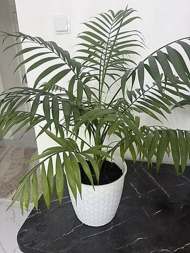 домашные светы: Комнатные растения в горшках (набор): 1) Сансевиерия (Sansevieria — 4