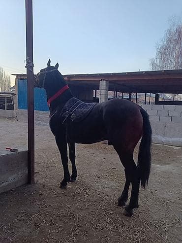 яйцо инкубационное бройлер: Продаю | Жеребец | Конный спорт — 6