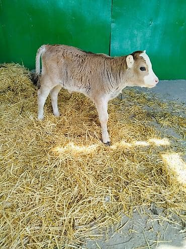 откорм база: Продаю | Бык (самец) | Для разведения | Искусственник — 10