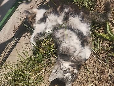 котенок даром: Кошка даром: Беспородная, Мальчик — 9