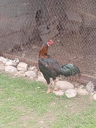 Продаю | Петух | Бойцовая | Для разведения
