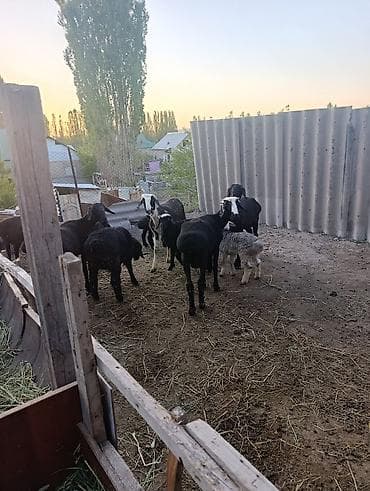 битал теке: Продаю | Овца (самка) | Эдильбаевская | Для разведения | Матка — 2