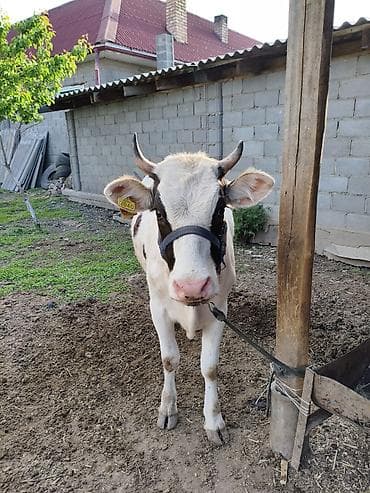 кукуруза цена бишкек: Продаю | Корова (самка) | Для молока | Привязанные — 3
