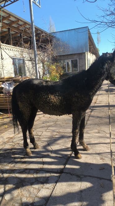 кой союп: Сатам | Байтал — 3