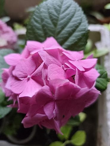 коня: Саженцы — 1