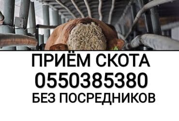 кремация животных бишкек: Сатып алам | Уйлар, букалар, Жылкылар, аттар | Күнү-түнү, Бардык шартта, Союлган — 1