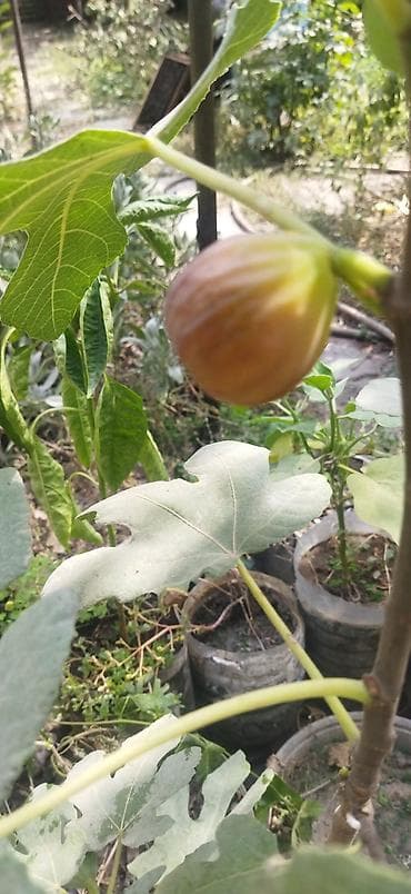 ящик для фруктов: Инжир (фига) — саженцы. - Сортовой инжир для выращивания в открытом — 2