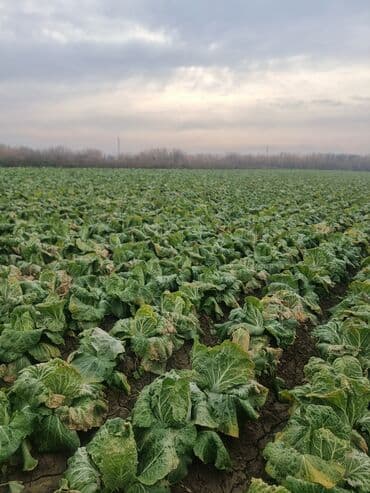 Капуста Пекинская, Оптом