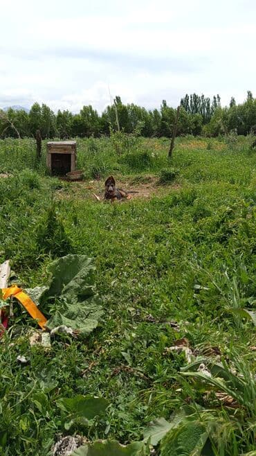 собака той терьер: Бельгийская овчарка, 4 месяца, Самка, С прививкой — 1