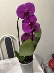 сколько стоят гипсофилы: Орхидеи сортовые в наличии.Цена от 800c-1600с.Бишкек — 6