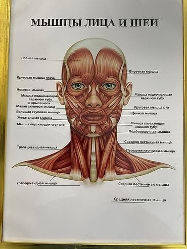 курс хиджама: Курсы массажа | Вакуумный массаж Помощь в трудоустройстве — 2