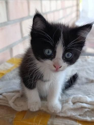 Продаются котята 🐾 Три милых и активных малыша ищут дом: — 2 тигровых