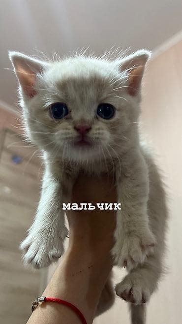 Британские котята,Скотиш Страйт кремового и светло серого окраса