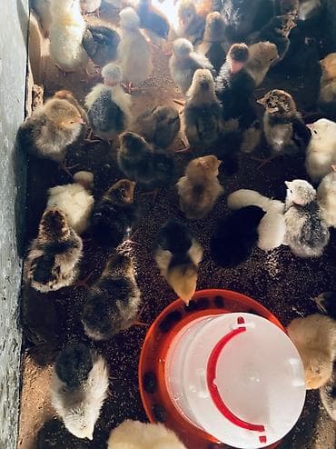 А/ч жаныбарлары үчүн тоюттар: Сатам | Балапандар | Бройлер | Союуга, Көбөйтүү үчүн, Жумуртка туудуруу үчүн — 1