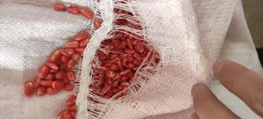 арпа озгон: Семена кукурузы, обработанные протравителем Варианты гибридов по — 7