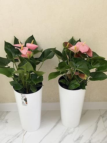 Антуриумы: 🌿 Продаётся антуриум (75 см) 🌿 💚 Красивый, здоровый антуриум 🌸 В — 3