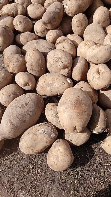 три лимона: Картошка — 2