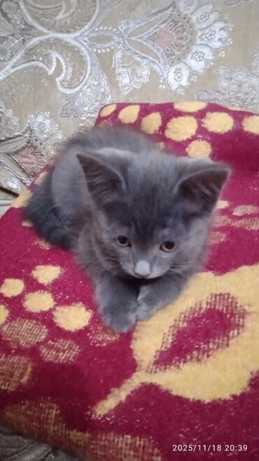 1 мальчик 2 котенка оригинал: Котята в добрые и ответственые руки. Кушают все и китекет тоже. Кашку — 9