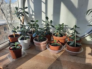 Денежное дерево: Денежное дерево приносит благополучие в дом, где растет, хорошо — 9