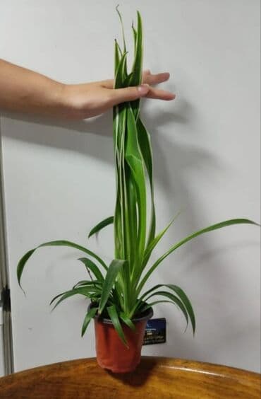 Декор и интерьер: Хлорофитумы. распродажа Хлорофитум - можно по праву назвать — 5