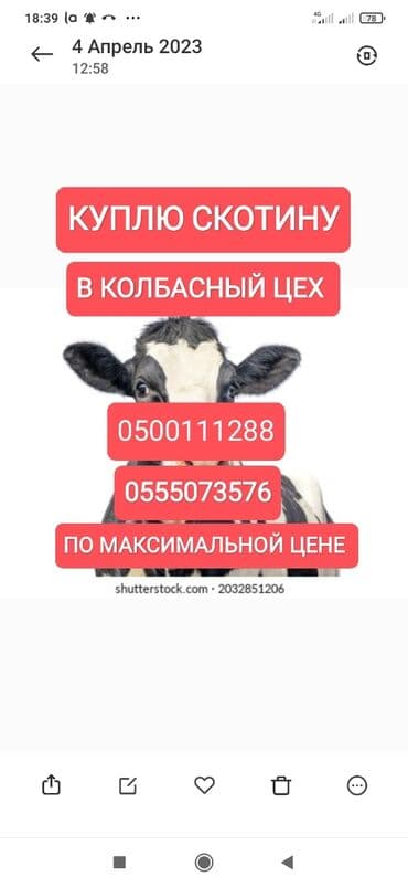 продажа быков: Куплю | Коровы, быки, Лошади, кони | Любое состояние, Круглосуточно, Забитый — 1