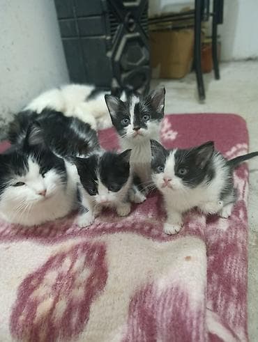 шотландская кошка цена бишкек: В ДОБРЫЕ РУКИ Черно-белые котята, помёт из нескольких малышей. Окрас — 5
