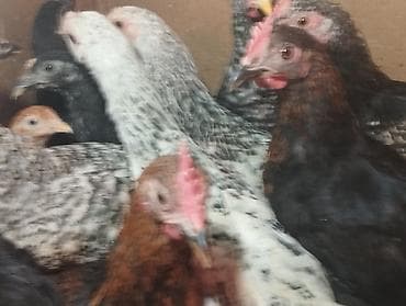 тоо кууш: Продаю молодок. 4 месяца — 3