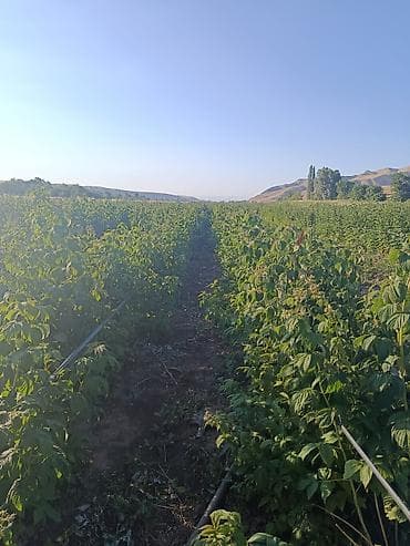 Недвижимость: 115 соток, Для сельского хозяйства — 6