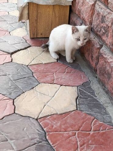 новорожденные котята: 🐾 Очаровательные котята ищут добрые руки! Наша кошка снова стала — 6