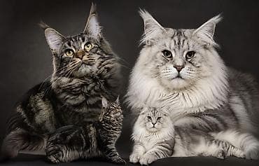 котята простые: 🧿🧿🧿🧿🧿К предварительному бронированию предлагаются роскошные мей-куны — 1