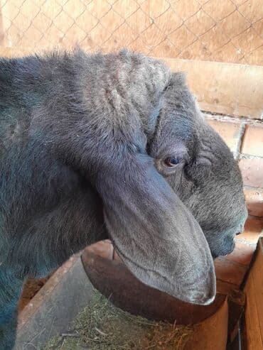 алабай в добрые руки: Продаю | Баран (самец) | Арашан | Для разведения | Племенные — 4