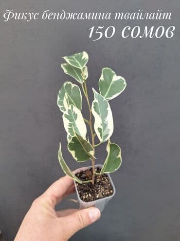 живые растения в аквариум купить: Комнатные растения, цветы (молодые растения, взрослые экземпляры). Не — 3