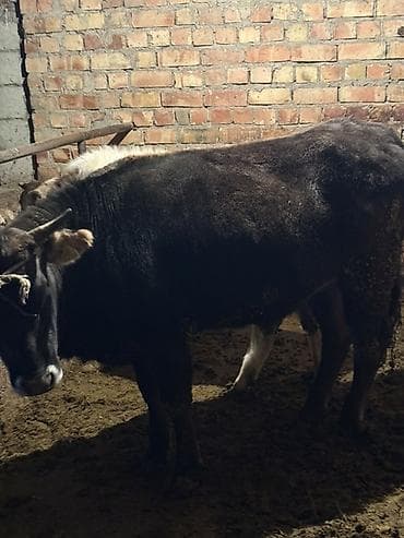 баран кара балта: Продаю | Тёлка | На откорм, На забой, Для разведения | Привязанные — 2