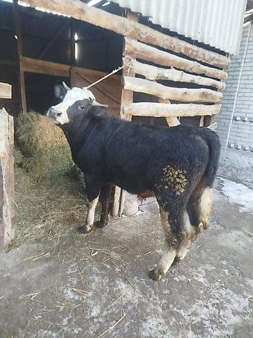 симентал бычки: Продаю | Бык (самец) | Для разведения — 1