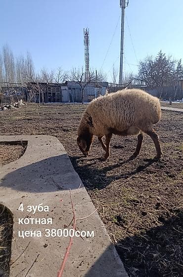матки: Продаю | Овца (самка) | Арашан | Для разведения | Матка — 2