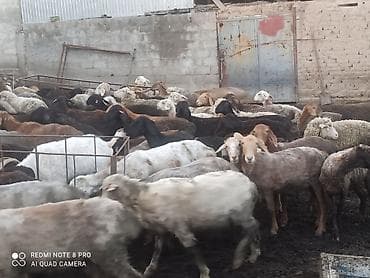 стимуляторы роста для овец: Продаю | Баран (самец) | Для разведения | Матка — 2