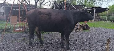 кекилик бишкек: Сатам | Уй (ургаачы) | Көбөйтүү үчүн | Байланган — 3