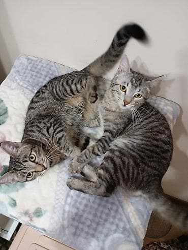 кот кошка: Кошка породы типа «русская голубая» (серо‑графитовая шёрстка — 5