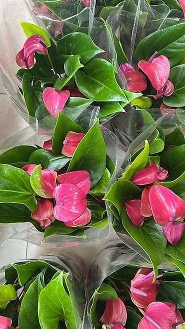 покрывалы: Антуриум (Anthurium) в горшке — эффектное комнатное растение с — 6