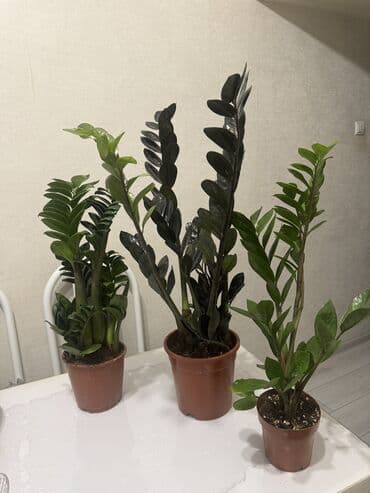 купить комнатные цветы недорого: Пальмы(Хомедория),замиокулькасы(доллар) Зензи,черный доллар,зеленый — 7