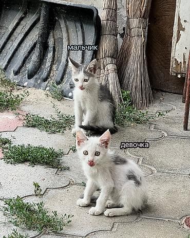 Отдам даром кошку: 2 месяца, Мальчик, Приучена к лотку, Проглистована — 2
