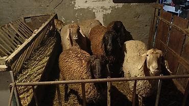Птицы: Продаю | Овца (самка), Ягненок, Баран (самец) | Полукровка, Арашан | На забой, Для разведения | Котные, Осеменитель, Матка — 4