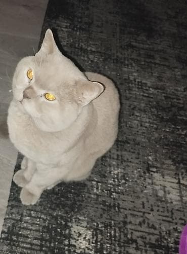 вязка кошка: Ищем кошечку для вязки! — 2